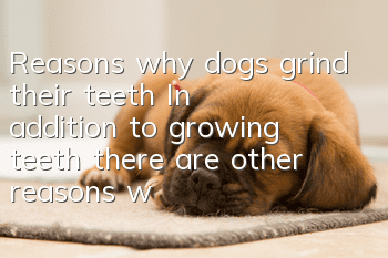 Reasons why dogs grind their teeth In addition to growing teeth, there are other reasons why dogs grind their teeth.