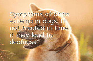Symptoms of otitis externa in dogs. If not treated in time, it may lead to deafness.