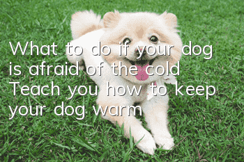 What to do if your dog is afraid of the cold? Teach you how to keep your dog warm