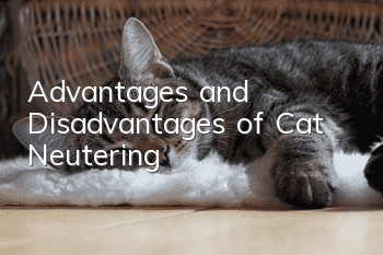 Advantages and Disadvantages of Cat Neutering