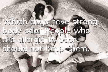 Which dogs have strong body odor? People who are allergic to odor should not keep them.