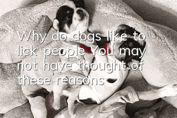Why do dogs like to lick people? You may not have thought of these reasons