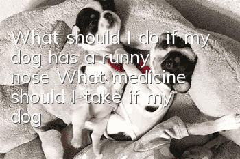 What should I do if my dog ​​has a runny nose? What medicine should I take if my dog ​​has a runny nose?