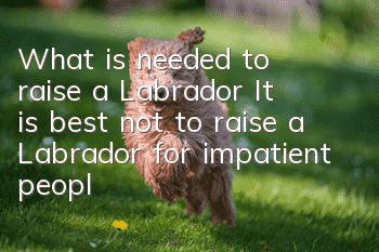 What is needed to raise a Labrador? It is best not to raise a Labrador for impatient people