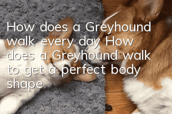 How does a Greyhound walk every day? How does a Greyhound walk to get a perfect body shape?