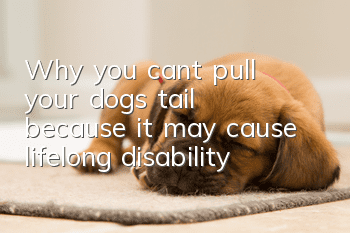 Why you can’t pull your dog’s tail because it may cause lifelong disability