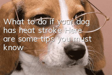 What to do if your dog has heat stroke? Here are some tips you must know