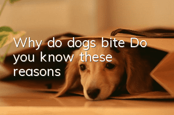 Why do dogs bite? Do you know these reasons?