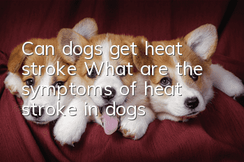 Can dogs get heat stroke? What are the symptoms of heat stroke in dogs?