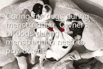 Caring for dogs during menstruation. Owners of dogs during menstruation need to pay attention to the following points!