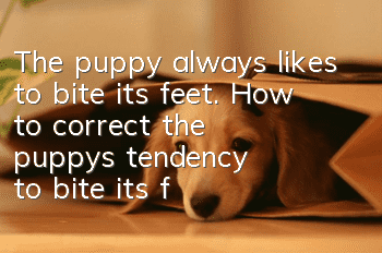The puppy always likes to bite its feet. How to correct the puppy's tendency to bite its feet?