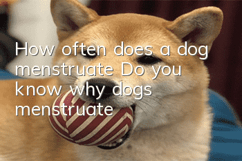How often does a dog menstruate? Do you know why dogs menstruate?