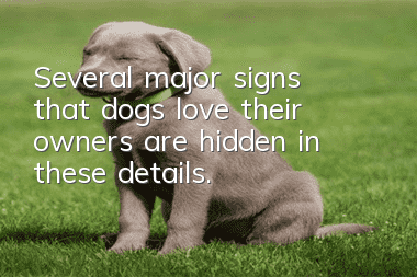 Several major signs that dogs love their owners are hidden in these details.