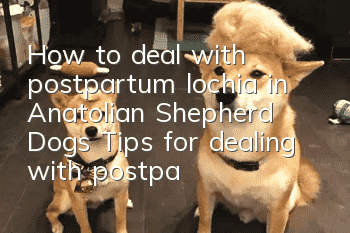 How to deal with postpartum lochia in Anatolian Shepherd Dogs Tips for dealing with postpartum lochia in dogs!