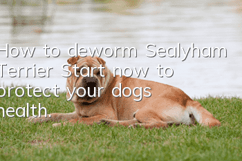 How to deworm Sealyham Terrier? Start now to protect your dog’s health.