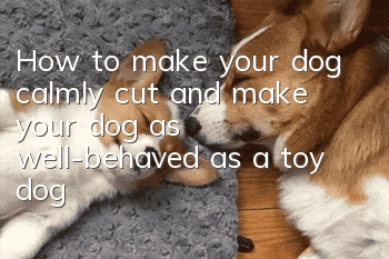 How to make your dog calmly cut and make your dog as well-behaved as a toy dog