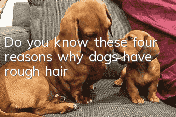 Do you know these four reasons why dogs have rough hair?