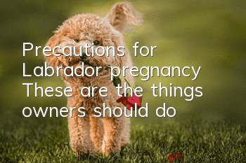 Precautions for Labrador pregnancy: These are the things owners should do