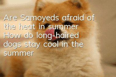 Are Samoyeds afraid of the heat in summer? How do long-haired dogs stay cool in the summer?