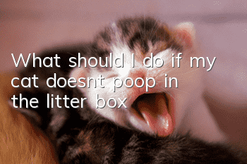 What should I do if my cat doesn’t poop in the litter box?