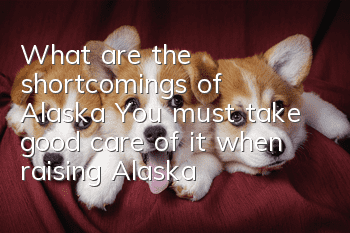 What are the shortcomings of Alaska? You must take good care of it when raising Alaska