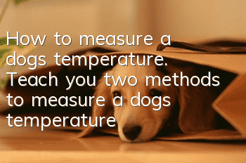 How to measure a dog’s temperature. Teach you two methods to measure a dog’s temperature.