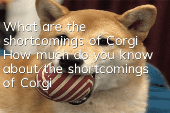 What are the shortcomings of Corgi? How much do you know about the shortcomings of Corgi?