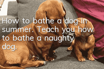 How to bathe a dog in summer. Teach you how to bathe a naughty dog.