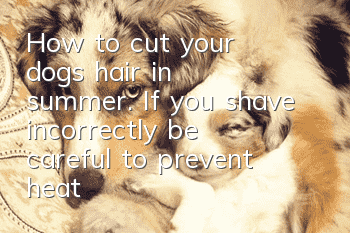 How to cut your dog's hair in summer. If you shave incorrectly, be careful to prevent heat stroke.