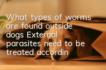 What types of worms are found outside dogs? External parasites need to be treated accordingly.