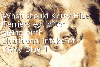 What should Kerry Blue Terriers eat after giving birth? Nutritional intake of Kerry Blue Terriers after giving birth is very important!