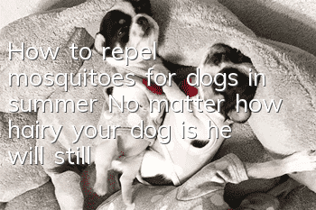 How to repel mosquitoes for dogs in summer? No matter how hairy your dog is, he will still be bitten by mosquitoes.