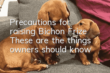 Precautions for raising Bichon Frize: These are the things owners should know
