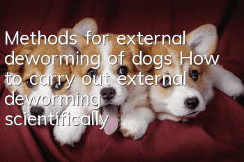 Methods for external deworming of dogs How to carry out external deworming scientifically