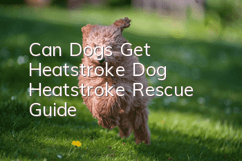 Can Dogs Get Heatstroke? Dog Heatstroke Rescue Guide