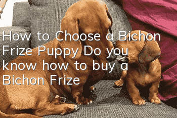 How to Choose a Bichon Frize Puppy Do you know how to buy a Bichon Frize?