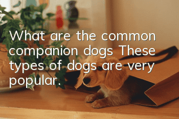 What are the common companion dogs? These types of dogs are very popular.