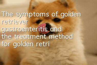 The symptoms of golden retriever gastroenteritis and the treatment method for golden retriever gastroenteritis. Why don’t you click here?