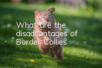 What are the disadvantages of Border Collies?