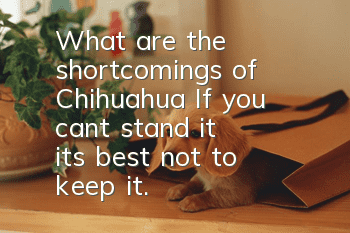 What are the shortcomings of Chihuahua? If you can’t stand it, it’s best not to keep it.
