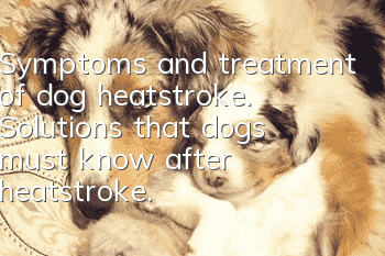 Symptoms and treatment of dog heatstroke. Solutions that dogs must know after heatstroke.