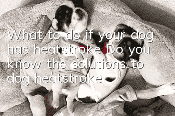 What to do if your dog has heatstroke? Do you know the solutions to dog heatstroke?