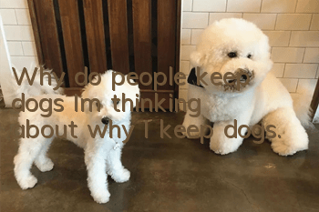 Why do people keep dogs? I’m thinking about why I keep dogs.