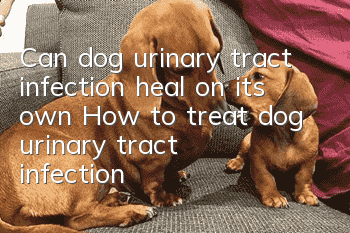 Can dog urinary tract infection heal on its own? How to treat dog urinary tract infection
