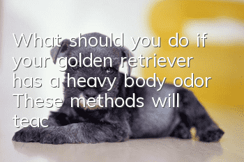 What should you do if your golden retriever has a heavy body odor? These methods will teach you how to reduce golden retriever body odor.