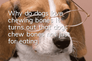 Why do dogs love chewing bones? It turns out that dogs chew bones not just for eating