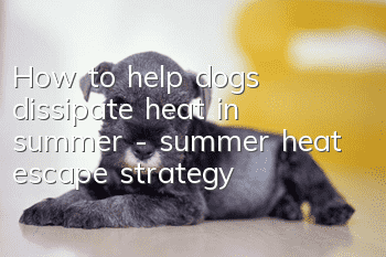 How to help dogs dissipate heat in summer - summer heat escape strategy
