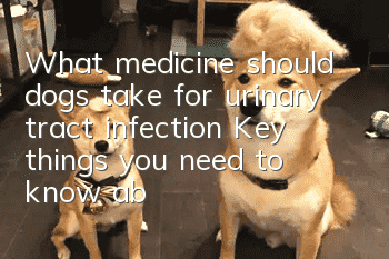 What medicine should dogs take for urinary tract infection? Key things you need to know about dog urinary tract infection!