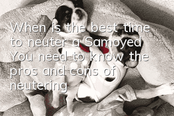 When is the best time to neuter a Samoyed? You need to know the pros and cons of neutering a Samoyed!