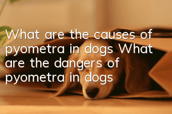 What are the causes of pyometra in dogs? What are the dangers of pyometra in dogs?